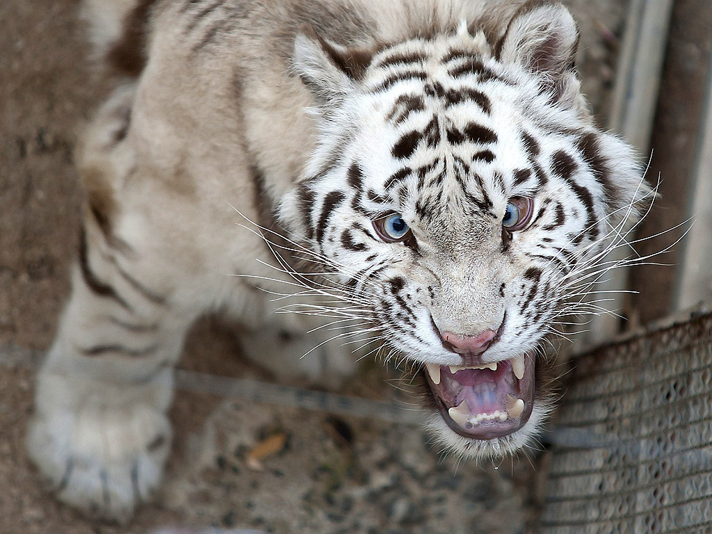 Сибирски тигър заплашва фотограф по време на представянето на два нови сибирски тигри в Природен резерват в Кабарсено, северна Испания