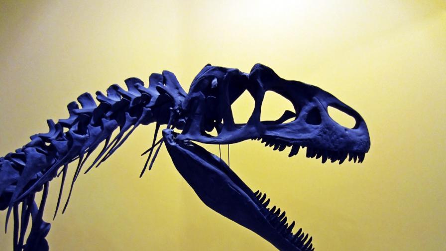 Откриха нов вид титанозавър на 100 милиона години