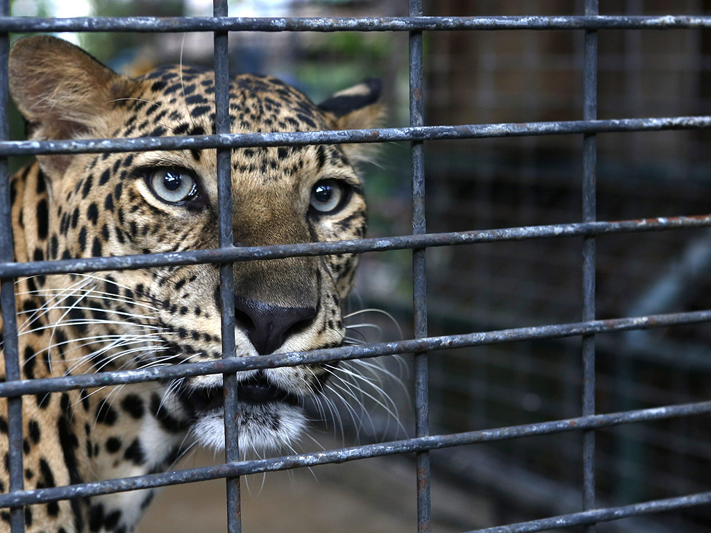 Тайландските зоологически градини търпят критика от любителите и защитниците на животните, както и туристите, защото не показват грижа и хуманно отношение към животните, а само използват животните за развлечение и за да се снимат с тях. Критици казват, че това няма нищо общо с опазването и изучаването на животните, а само с печалба от тяхното показване. По-голямата част от света се измества към хуманно отношение към животните и природен начин на живот и еко-туризъм, любителите на дивата природа казват, че сегашните атракциите само ще навредят на репутация на Тайланд