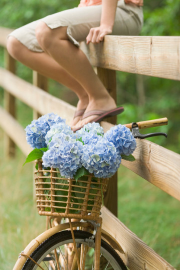 Прелестни хортензии - снимка 18