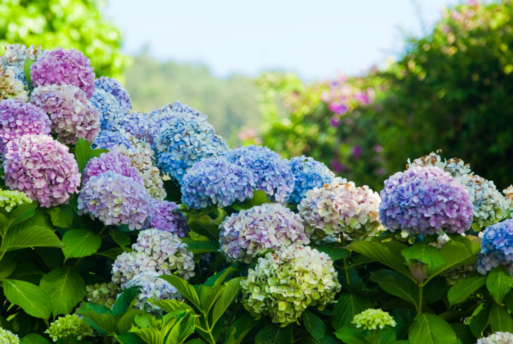 Прелестни хортензии - снимка 13