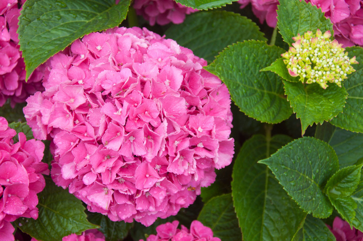 Прелестни хортензии - снимка 4