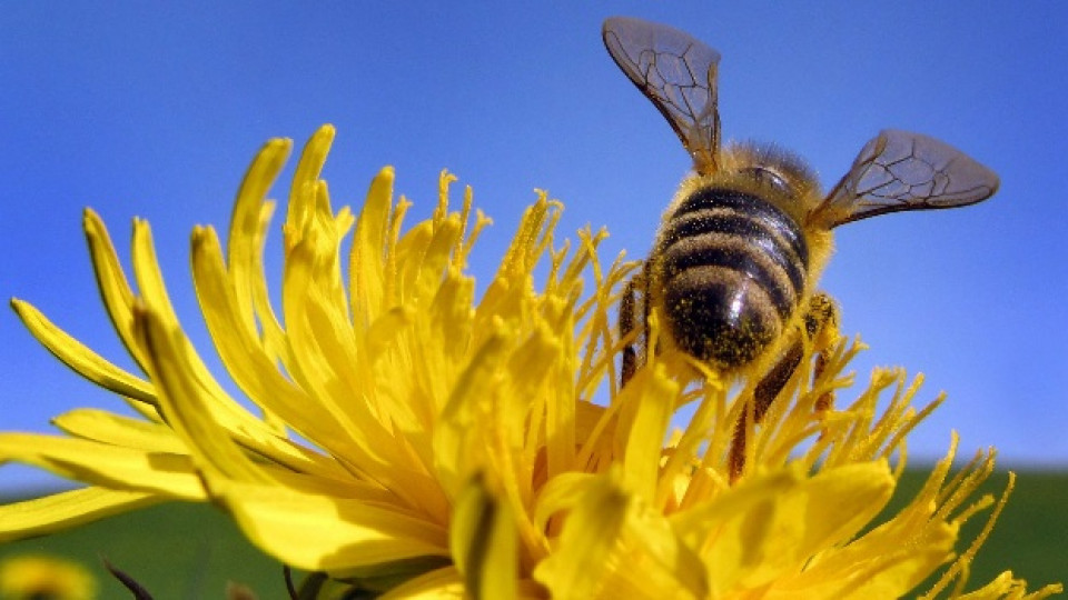Пчелите се оказаха верни другари в грижата за нашия външен вид