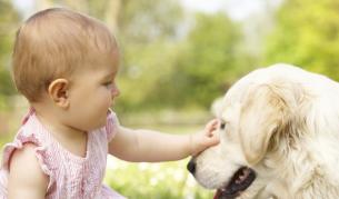 Кучетата имали интелект на 5-месечно бебе