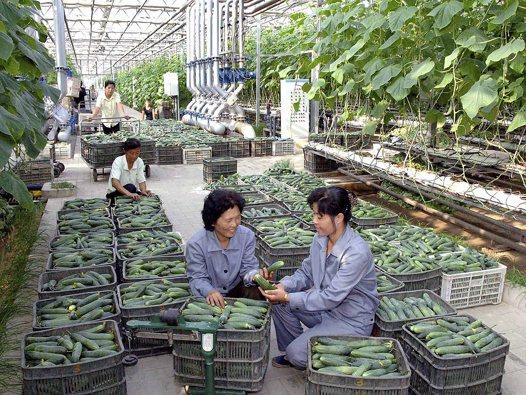 Служители на севернокорейските държавни парници събират реколтата от краставици в Пхенян, Северна Корея