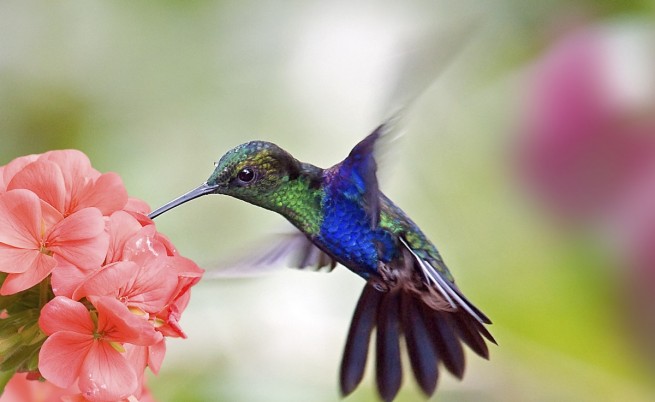  Четири интелигентни и чудни птици 