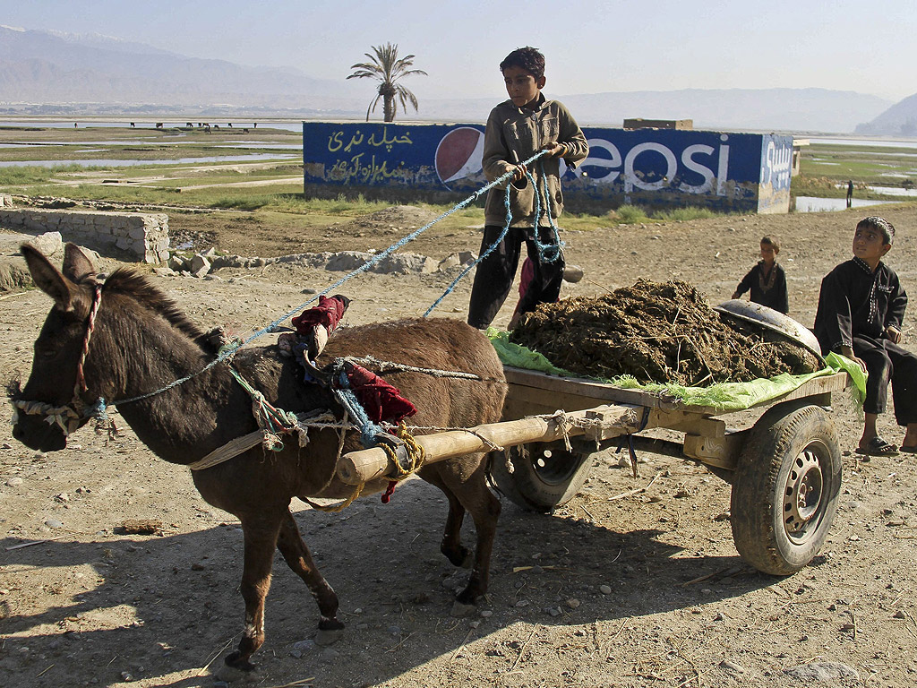 Афганистански момчета събират кравешка тор използвана като гориво за огрев в Джалалабад, Афганистан. В повечето от селата в Южна Азия, кравешка тор е най-важният източник на гориво