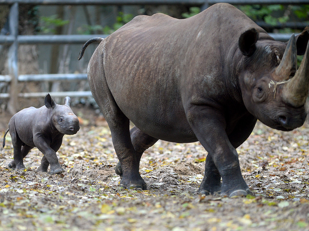 Бебе носорог на разходка с майка си Куми в зоологическата градина в Берлин, Германия. Бебето е родено на 14 октомври 2014