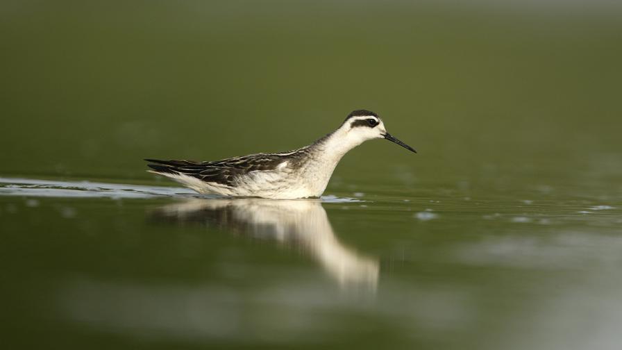 Снимаха необичаен вид птица в морето край Шабленската Тузла