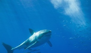 Започва преброяване на акулите в световния океан