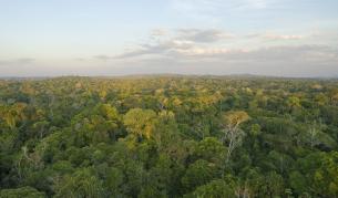 Обезлесяването в Амазония продължава с бързи темпове