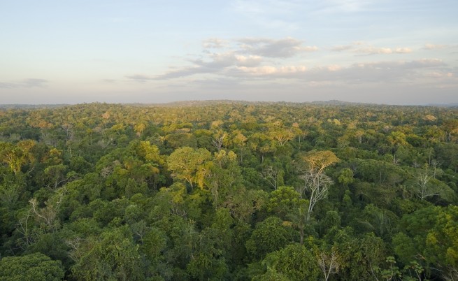 Обезлесяването в Амазония продължава с бързи темпове