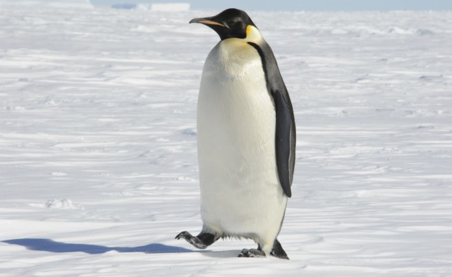 Откриха нов вид гигантски пингвин в Нова Зеландия