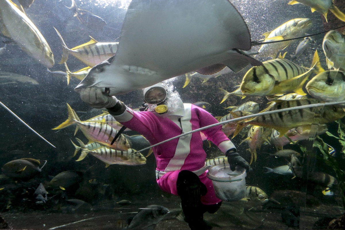 Водолаз, облечен като Дядо Коледа в розово, храни рибите в аквариум в Сингапур