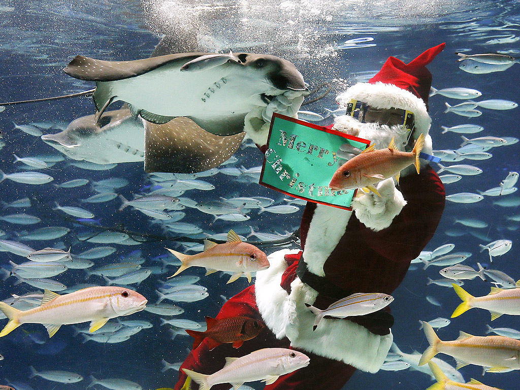 Водолаз, облечен като Дядо Коледа плува с риби в специално подвоно шоу в Sunshine Aquarium в Токио, Япония.