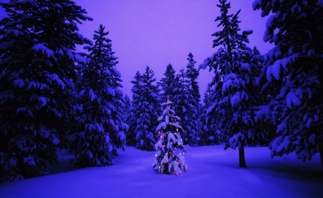 Коледно дръвче в иглолистна гора