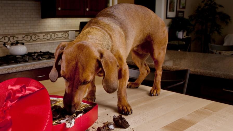 Защо не бива да се дава шоколад на кучето