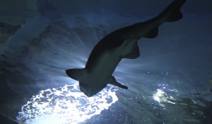 Страшните праисторически морски създания