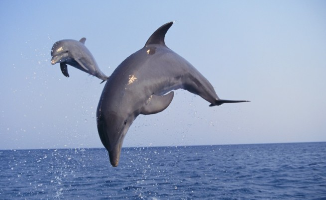 Морските бозайници, които се гмуркат, имат аритмия