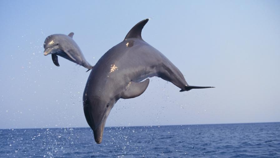 Морските бозайници, които се гмуркат, имат аритмия