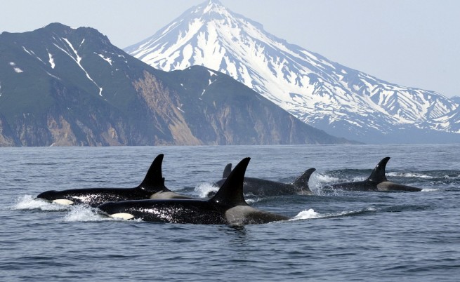 Мегабитка: Косатки убиват сини китове и ядат езиците им
