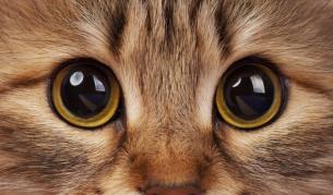 Любов от пръв поглед: Бебе се среща за пръв път с котка