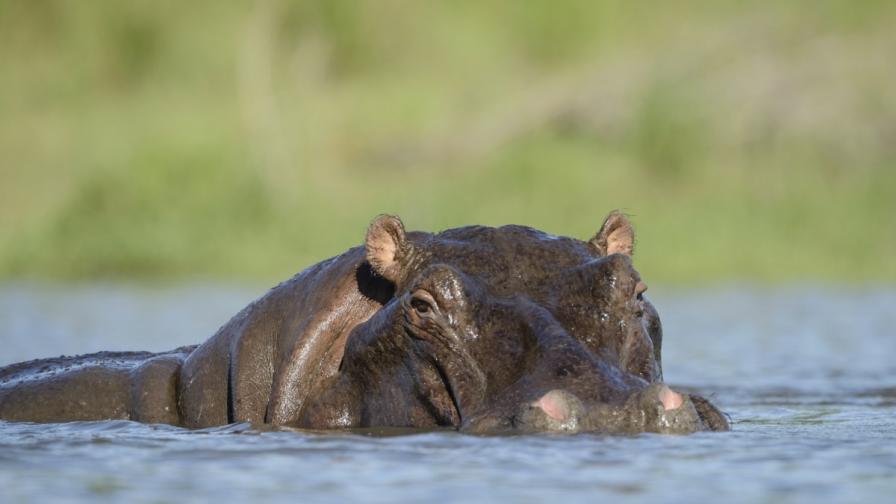 Напаст от „кокаинови” хипопотами след Ескобар