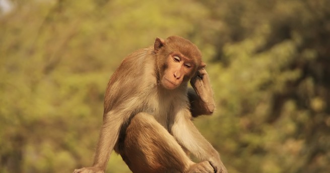 Една дузина маймуни са били намерени мъртви в гора в