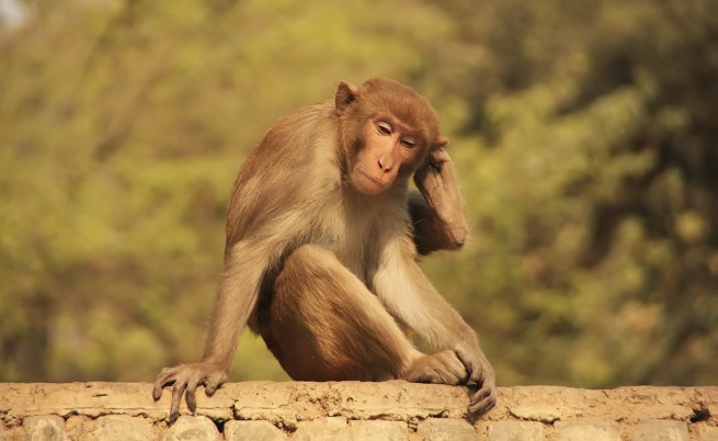 12 маймуни умряха от страх в Индия