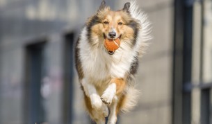 Пренебрегнати животни взимат нещата в свои ръце
