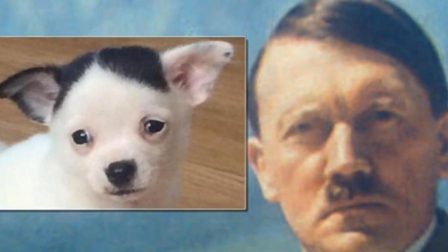 Малко чихуахуа е двойник на Хитлер