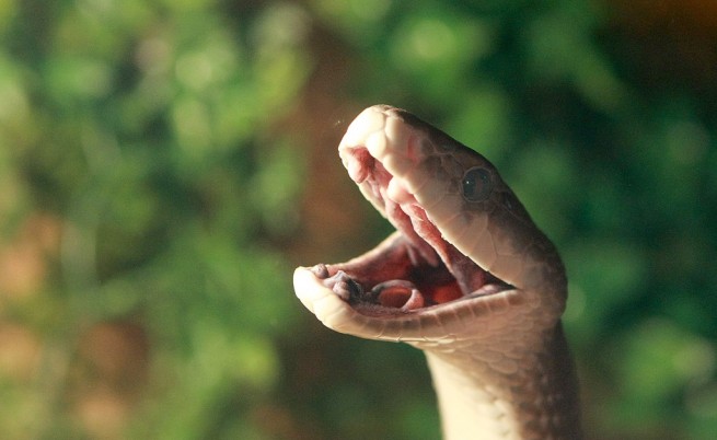 Смъртоносна змия беше открита в кутията с обяда на австралийче (СНИМКА)