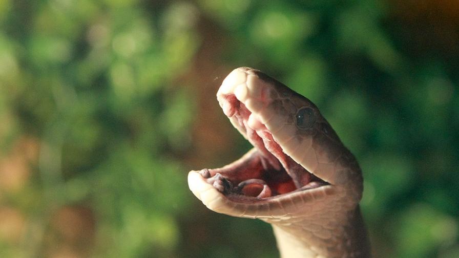 Смъртоносна змия беше открита в кутията с обяда на австралийче (СНИМКА)
