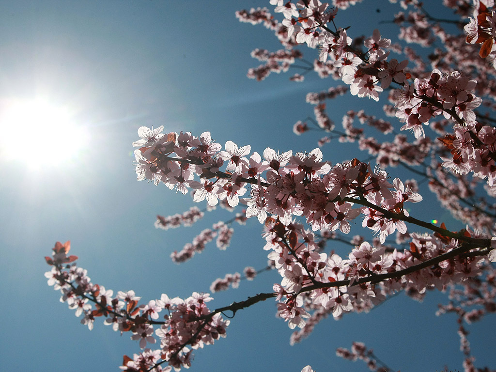 Настъпи пролетта - многоцветна , красива и очарователна.