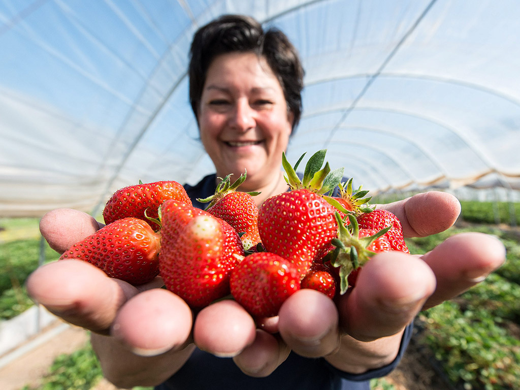 Фермер държи прясно набрани ягоди в Валдкирх-Бухолц, Германия. Летните температури предизвикаха по бързото узряване на ягоди в тази област
