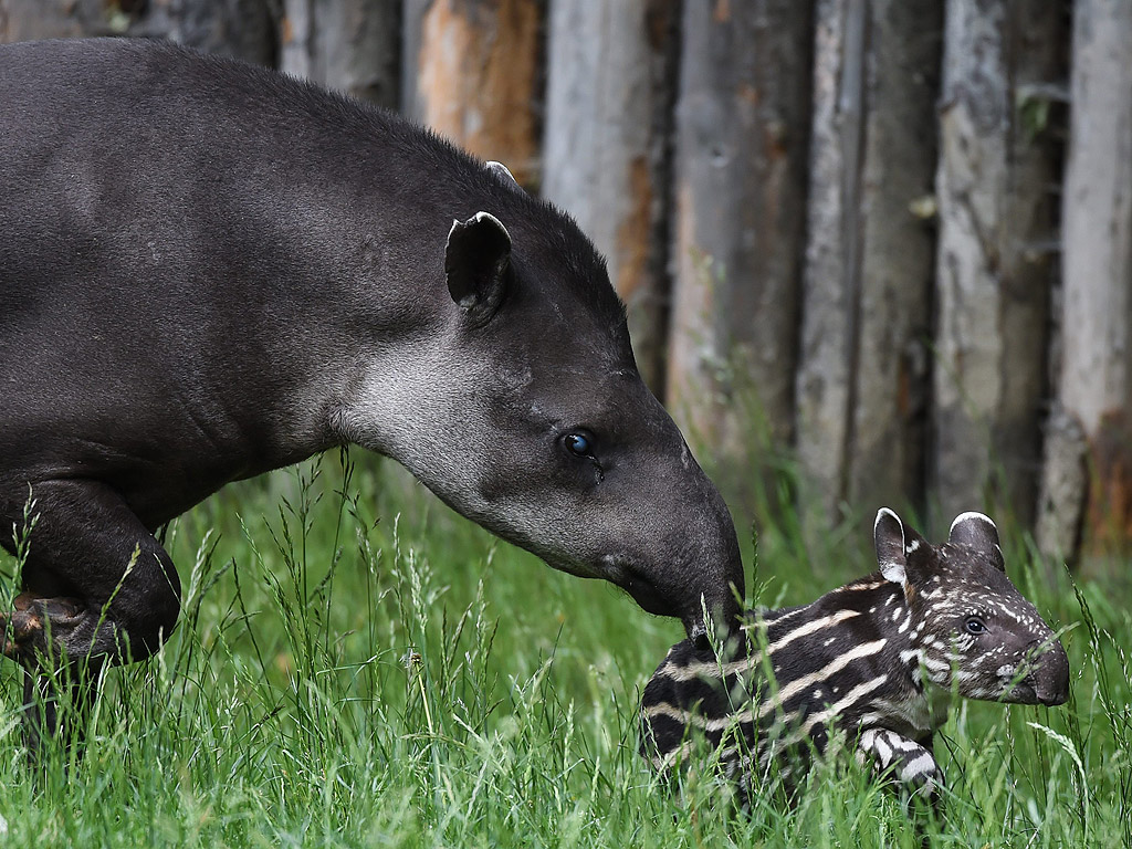 Новороден бразилски тапир с майка си в зоологическата градина в Прага, Чехия.