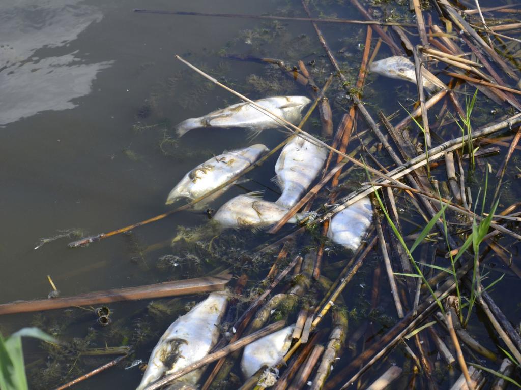 Тревожен сигнал от Пловдив. Хиляди мъртви риби изплуваха в Гребната