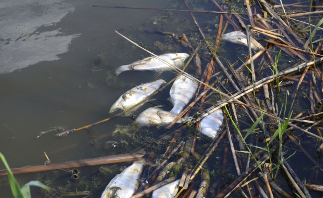 Хиляди мъртви риби изплуваха край бреговете на Гребната база в Пловдив