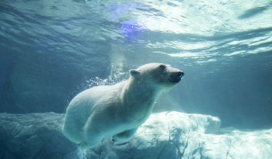 Заради глобалното затопляне белите мечки ловуват делфини