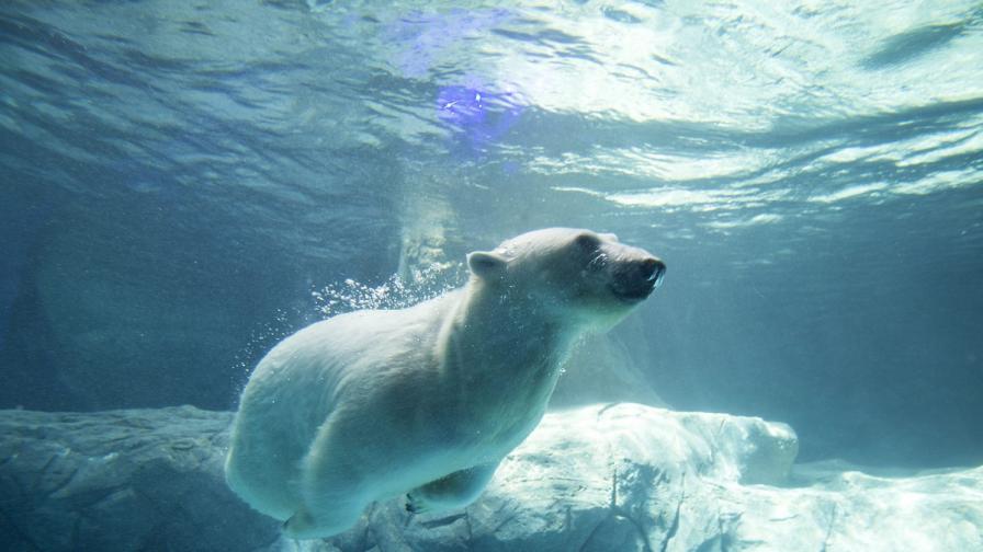 Заради глобалното затопляне белите мечки започва да ловуват делфини