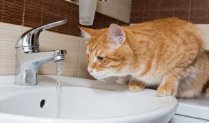 Клиповете с котки имат терапевтичен ефект