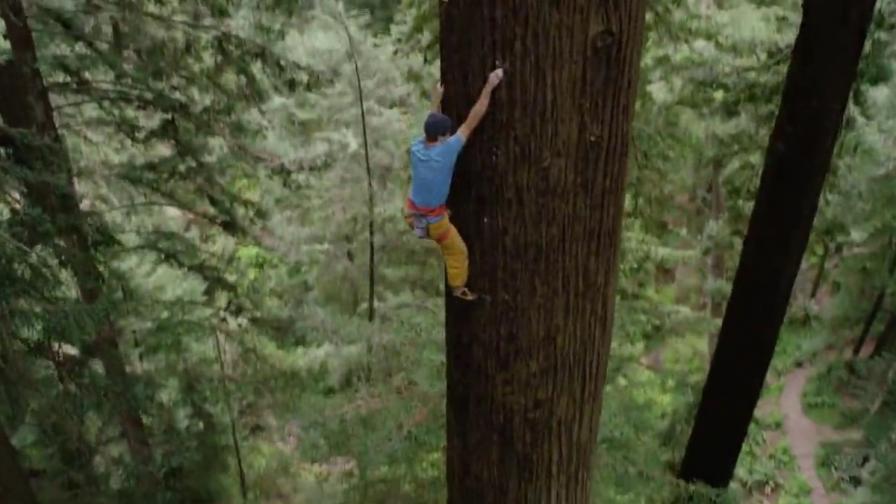 Изкачване на гигантска секвоя само с голи ръце (видео)