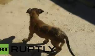 Спасиха две кученца, хвърлени в яма с катран (видео)