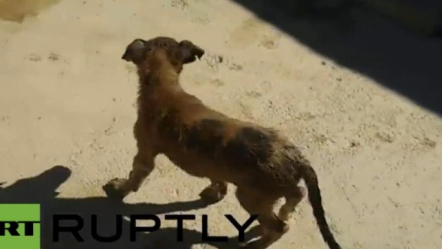 Спасиха две кученца, хвърлени в яма с катран (видео)
