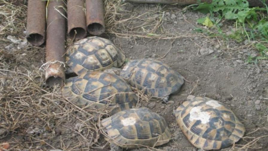 Конфискуваха костенурки от защитен вид от частен дом в Сливен