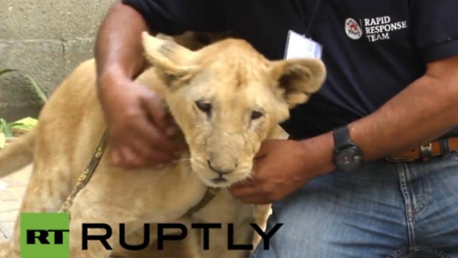 Палестински лъвове заминават за Танзания (видео)