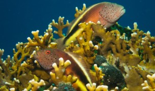 Шумът от корабните двигатели застрашава живота на рибите