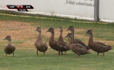ВИДЕО: Любопитни патици прекъснаха на два пъти Лудогорец - Зенит