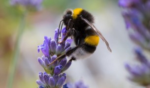 Лечебната сила на лавандулата (видео)