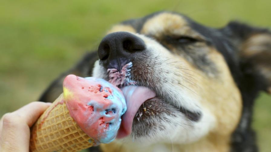 Кучета в Бремен се радват на сладолед с вкус на наденички